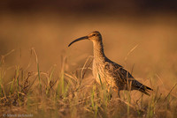 Whimbrel  Kulik