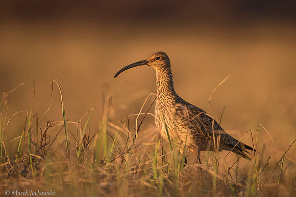 Whimbrel  Kulik