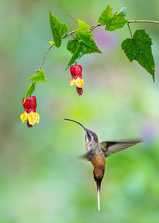 Tawny Bellied Hermit