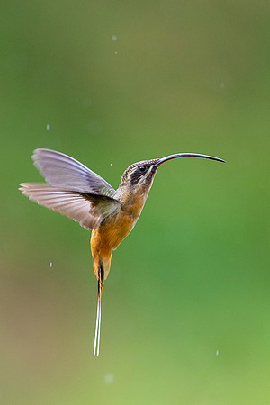 Tawny Bellied Hermit