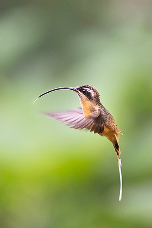 Tawny Bellied Hermit