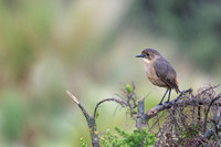 Tawny Antpitta