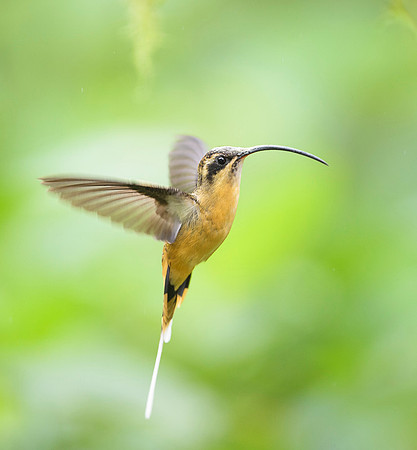 Tawny Bellied Hermit