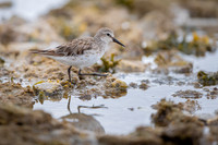 White-rumped Sandpiper
