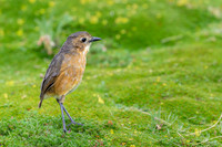 Tawny Antpitta