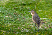 Tawny Antpitta