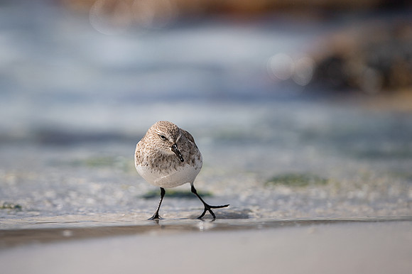 White-rumped Sandpiper