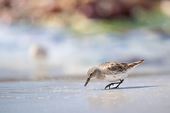 White-rumped Sandpiper