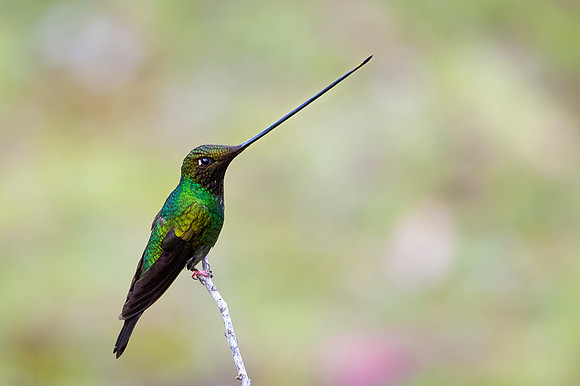 Sword-billed hunmmingbird