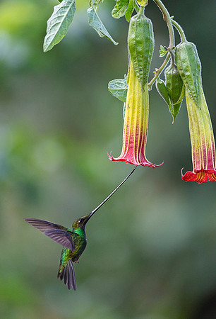 Sword-billed hunmmingbird