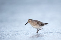 White-rumped Sandpiper