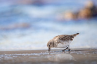 White-rumped Sandpiper