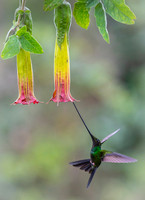 Sword-billed hunmmingbird