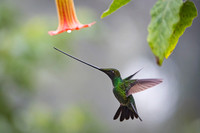 Sword-billed hunmmingbird
