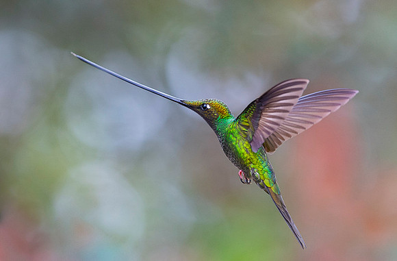 Sword-billed hunmmingbird