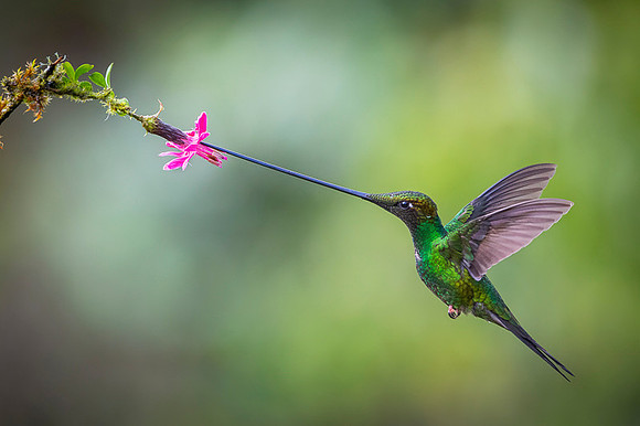Sword-billed hunmmingbird
