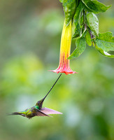 Sword-billed hunmmingbird