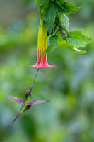 Sword-billed hunmmingbird