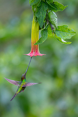 Sword-billed hunmmingbird