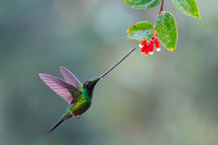 Sword-billed hunmmingbird