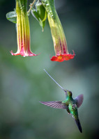 Sword-billed hunmmingbird