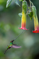 Sword-billed hunmmingbird