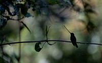 Sword-billed hunmmingbird