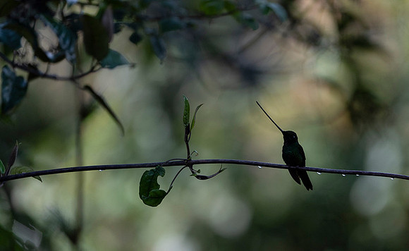 Sword-billed hunmmingbird