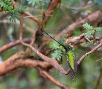 Sword-billed hunmmingbird