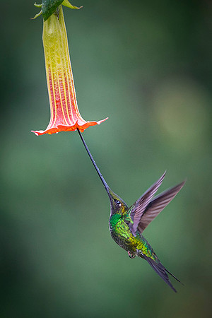 Sword-billed hunmmingbird