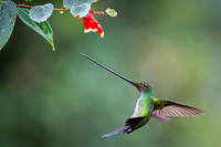 Sword-billed hunmmingbird