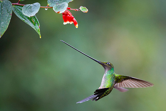 Sword-billed hunmmingbird