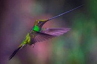 Sword-billed hunmmingbird