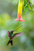 Sword-billed hunmmingbird