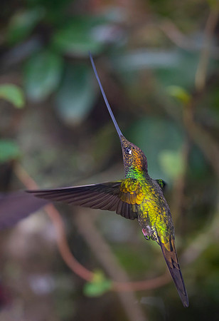 Sword-billed hunmmingbird