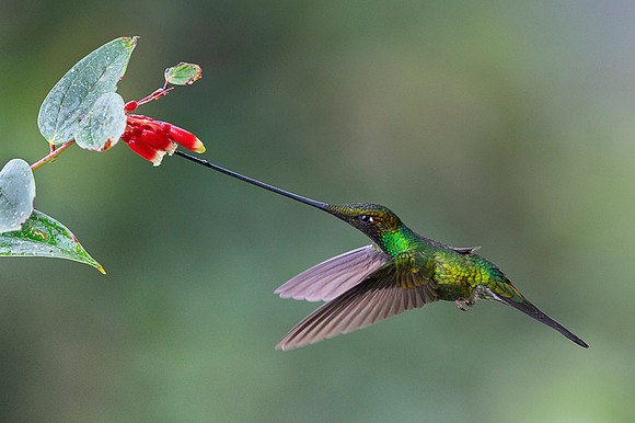 Sword-billed hunmmingbird