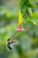 Sword-billed hunmmingbird