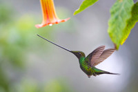Sword-billed hunmmingbird