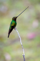 Sword-billed hunmmingbird