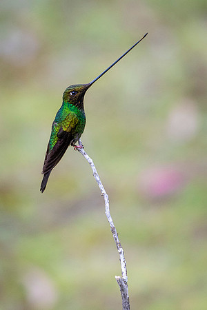 Sword-billed hunmmingbird