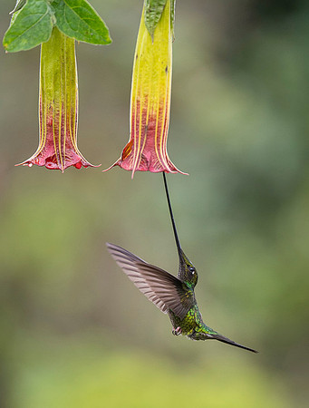 Sword-billed hunmmingbird