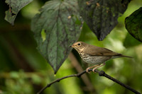 Swanson's Thrush