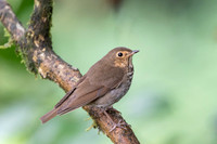 Swanson's Thrush