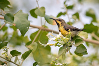 Sunbird
