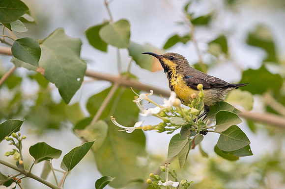 Sunbird