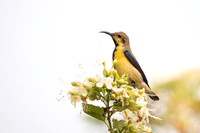 Sunbird