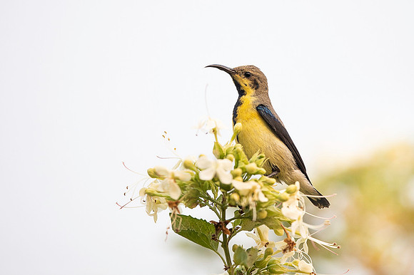 Sunbird
