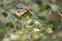 Sunbird