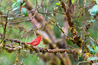 Summer Tanager