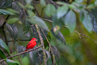 Summer Tanager